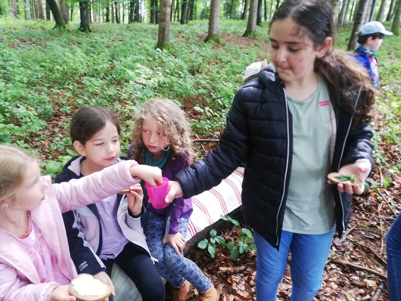 wald 7